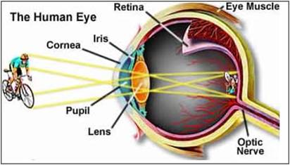 eye