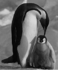 penguin