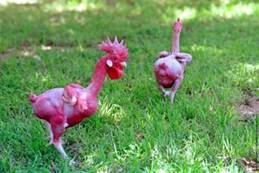 bald_chicken_1