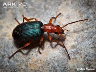 Bombardier-beetle-dorsal-view
