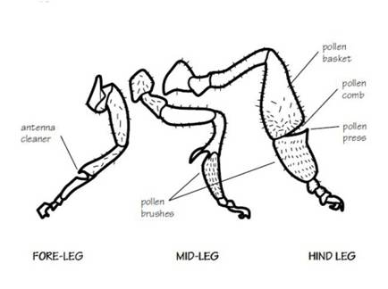 BeeLegs(large)