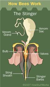 http://academic.reed.edu/biology/courses/BIO342/2012_syllabus/2012_WEBSITES/TCM_Bee_aggressionFinal/images/bee-stinger.png