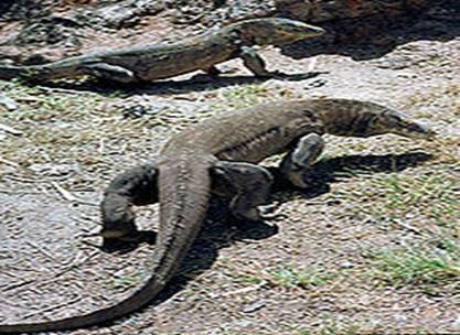 http://upload.wikimedia.org/wikipedia/commons/thumb/f/ff/KomodoDragonRinca1.jpg/170px-KomodoDragonRinca1.jpg