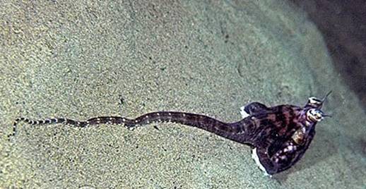 40M1633-12-mimic-octopus